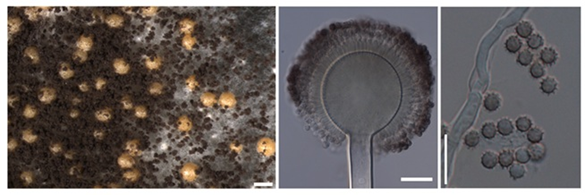 Aspergillus patriciawiltshireae